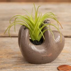 Natural Life Tiny Faux Succulents - Grey Sloth 8 Natural Life Tiny Faux Succulents - Grey Sloth -Natural Life Shop Faux Critter Succulents 20Grey Sloth A1 scaled